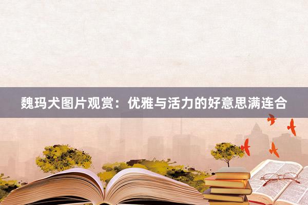 魏玛犬图片观赏：优雅与活力的好意思满连合